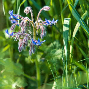 Blume vor Grashintergrund