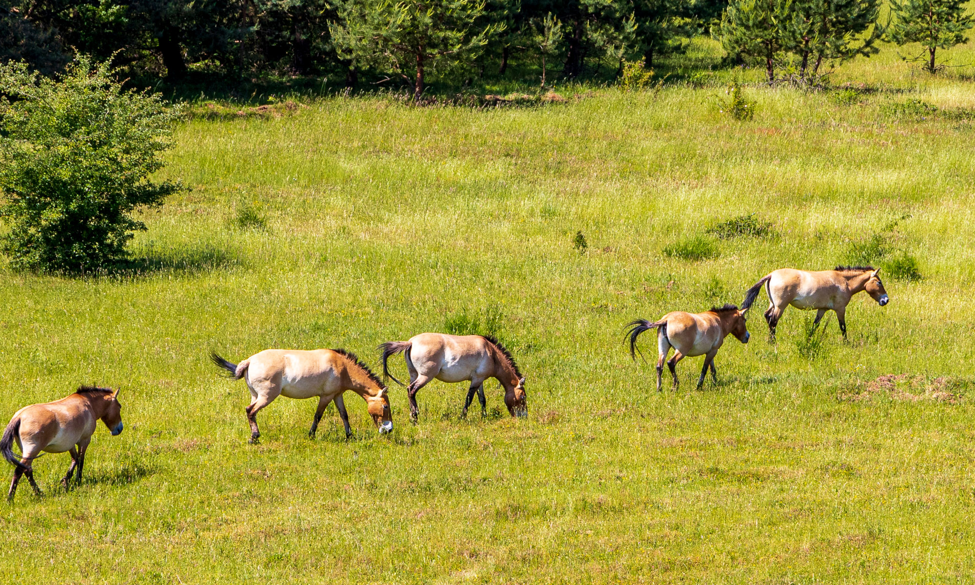Przewalskipferde in der Reihe
